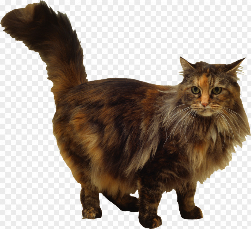 Kitten Maine Coon Whiskers Domestic Short-haired Cat Siamese Turkish Angora PNG