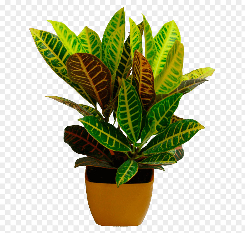 Leaf Flowerpot Garden Croton Houseplant Ornamental Plant PNG