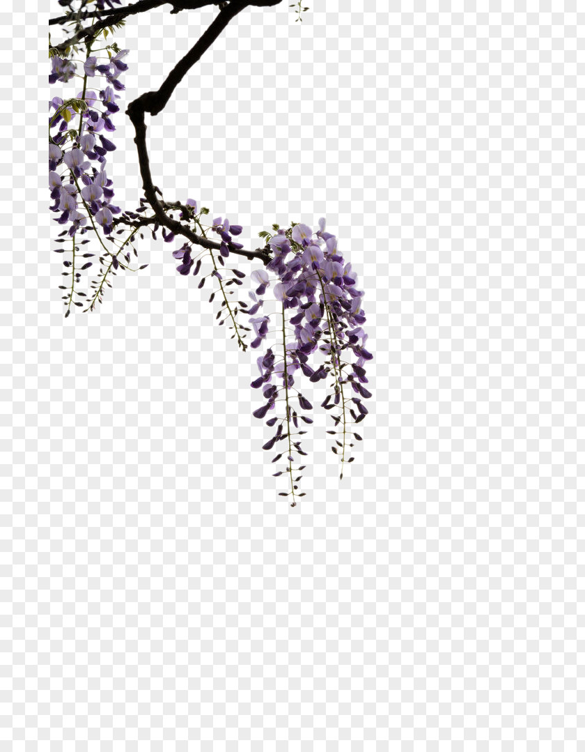 Trees Wisteria Material PNG wisteria material clipart PNG