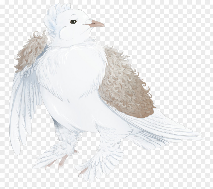 Bird Beak Of Prey Feather Wing PNG