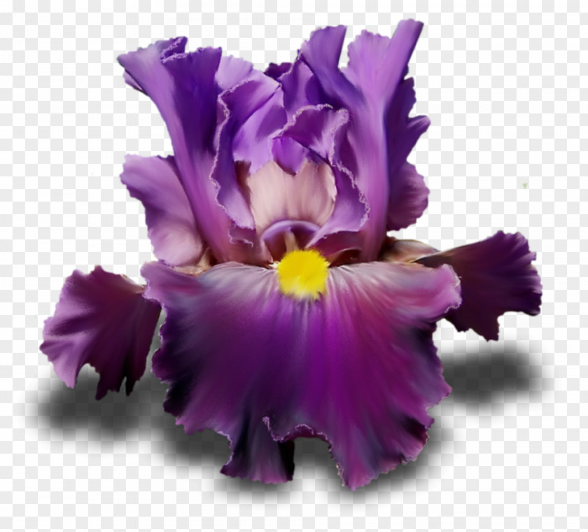 Cool Iris Irises Flower Purple Lilac Violet PNG