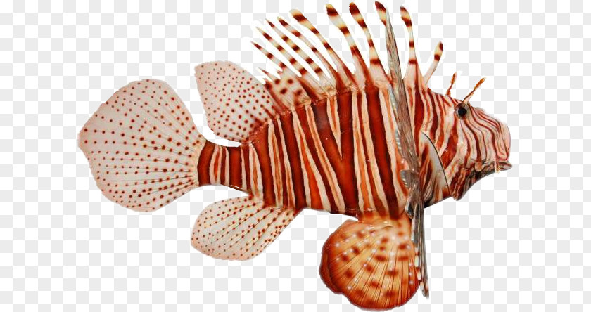 Fish Red Lionfish Zebra Pufferfish Clip Art PNG