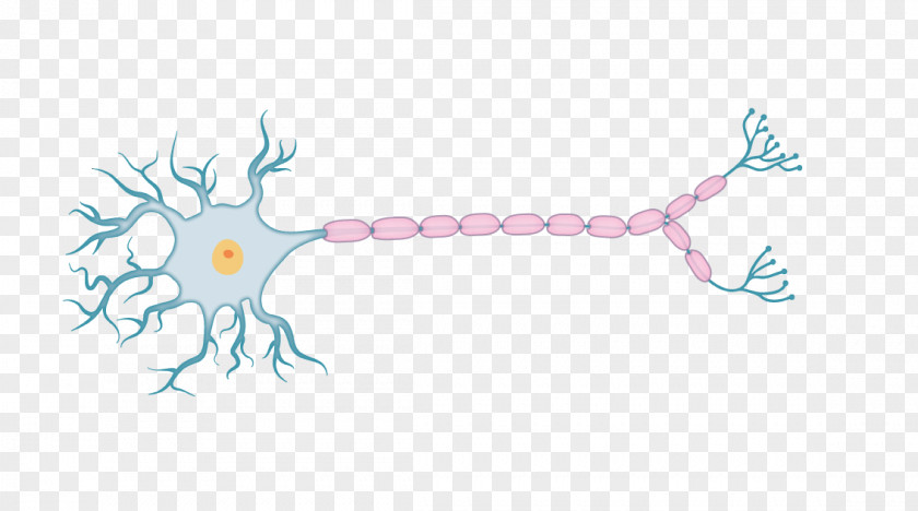 Neurons Physiology Drawing Action Potential Organism PNG