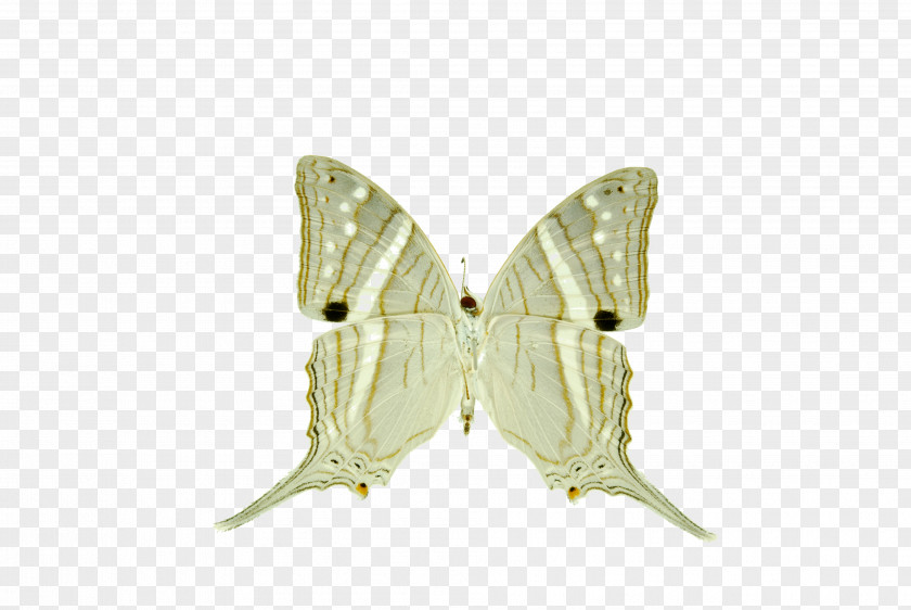 Silkworm Moth PNG