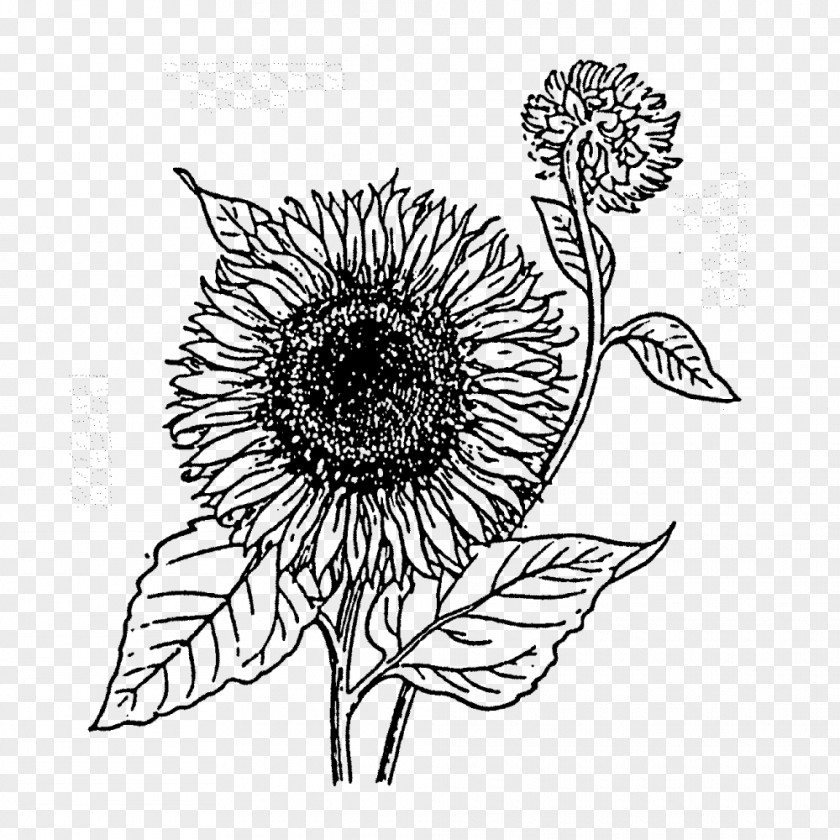 Flower Common Sunflower Rubber Stamp Cut Flowers Postage Stamps PNG
