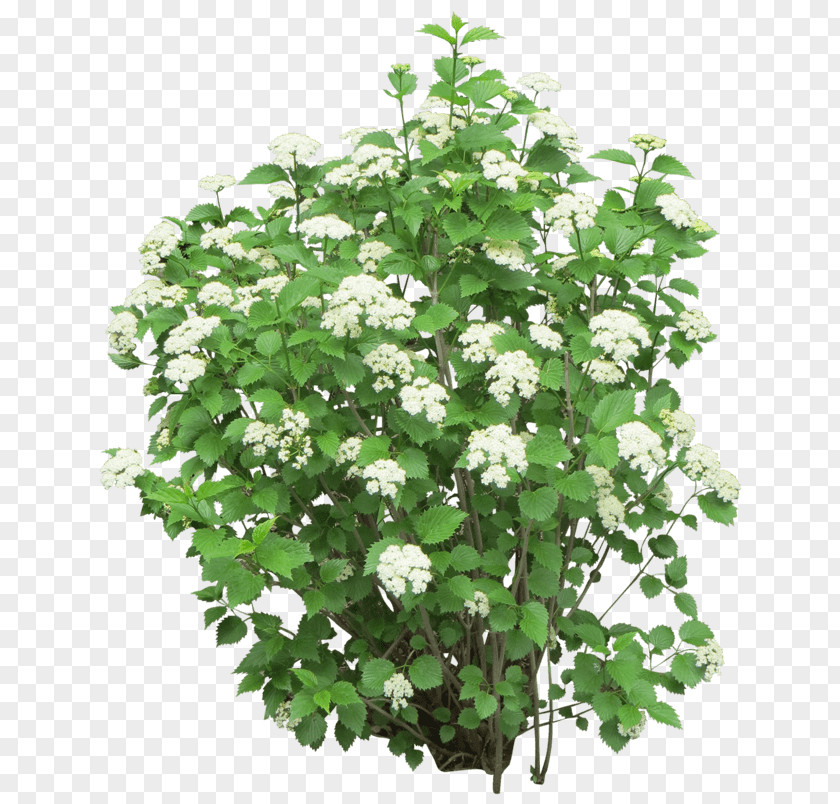 For Bushes Shrub Clip Art Flower Image PNG