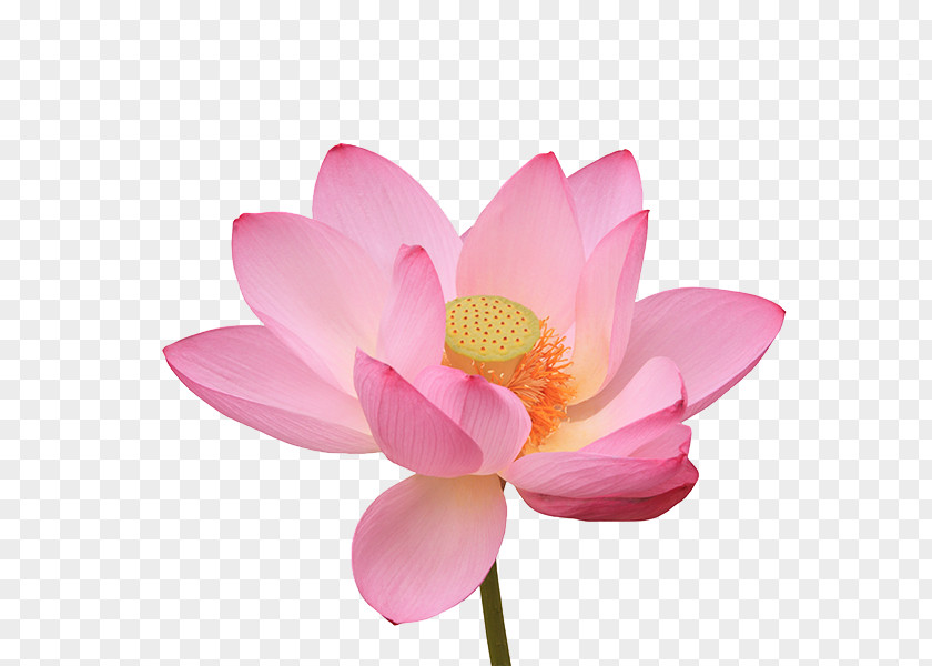 Lotus Pictures Nelumbo Nucifera Water Lily Photography Flower PNG