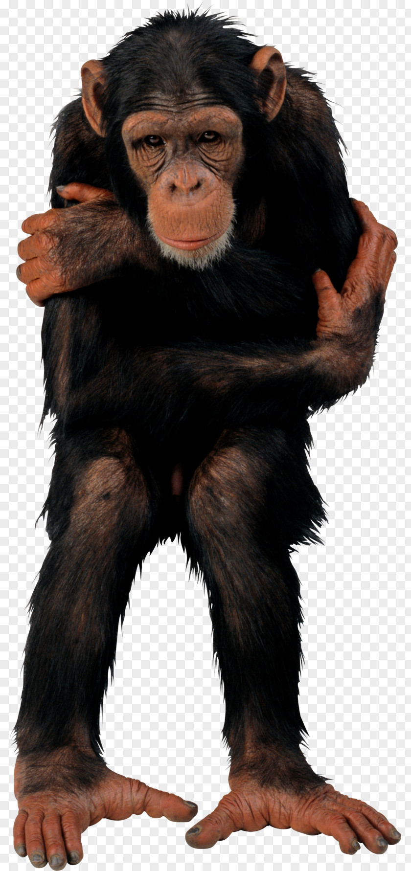 Tshirt Common Chimpanzee Primate Vertebrate T-shirt Monkey PNG