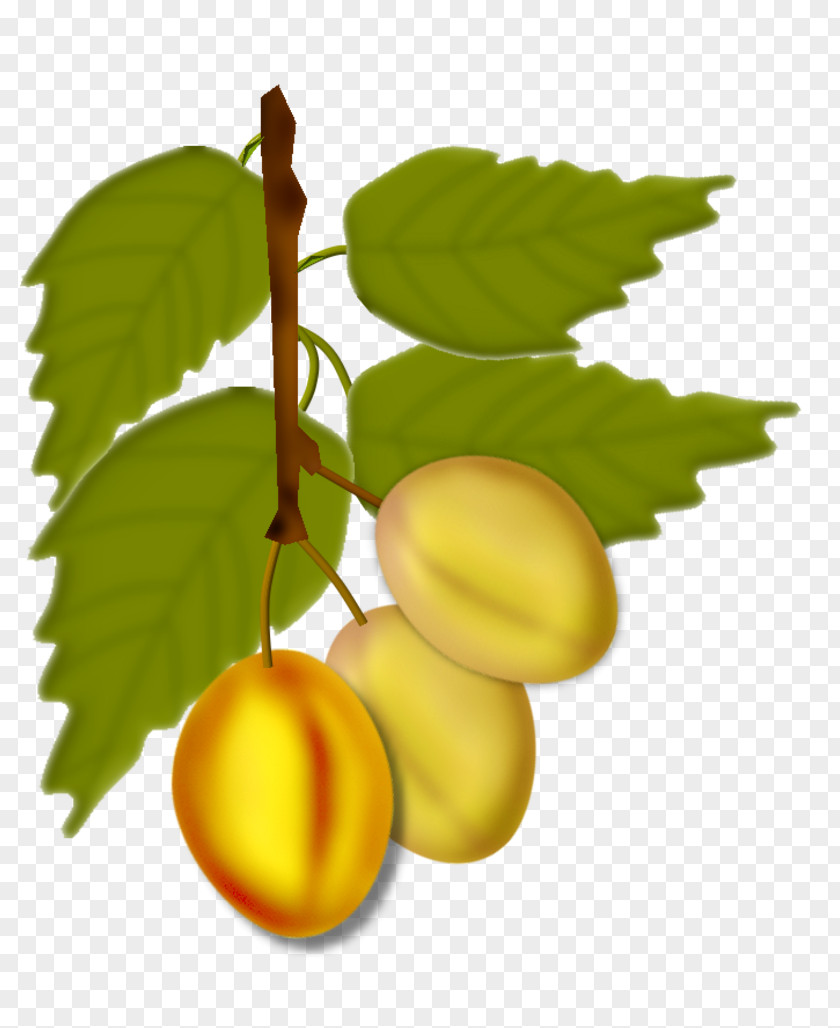 Apricot Natural Foods Fruit PNG
