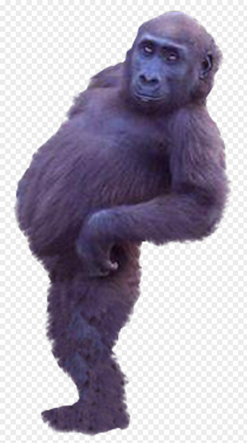 Chimpanzee Gorilla Western Common Ape Monkey PNG