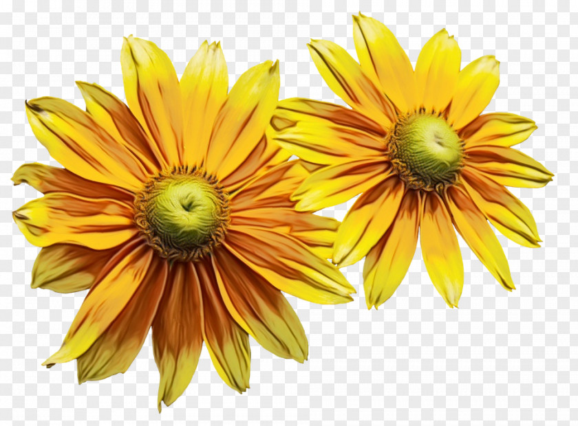 Chrysanthemum Cut Flowers Yellow Petal Sunflower PNG