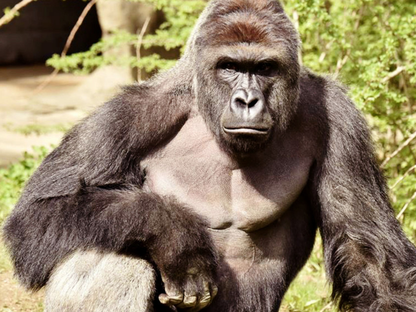 Gorilla Cincinnati Zoo And Botanical Garden Killing Of Harambe PNG