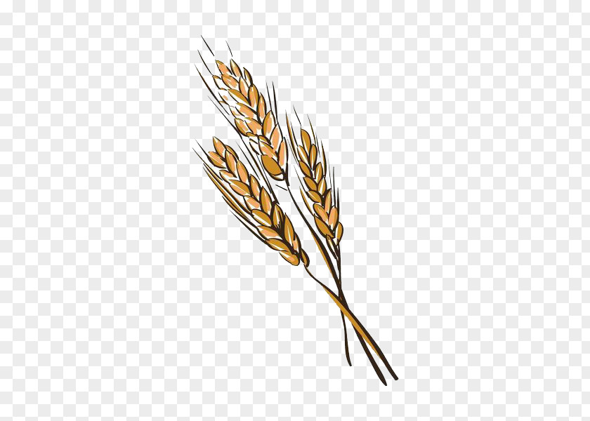 Hand Painted Wheat Euclidean Vector Illustration PNG