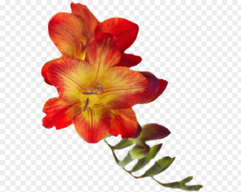 Flower Cut Flowers Orange S.A. Tulip PNG