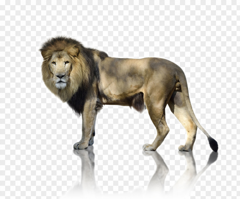 Human Peripheral Vision A Lion To Guard Us Stock Photography Royalty-free Image PNG