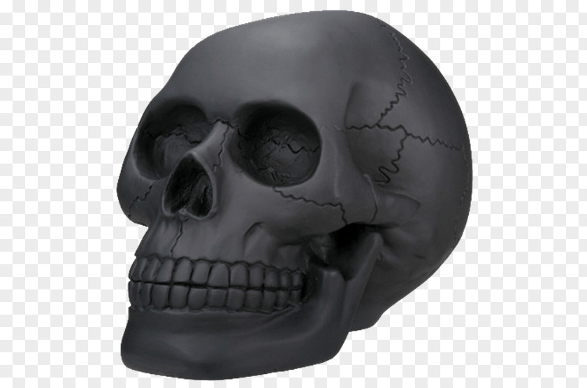 Skull Skeleton Head Collectable Bone PNG