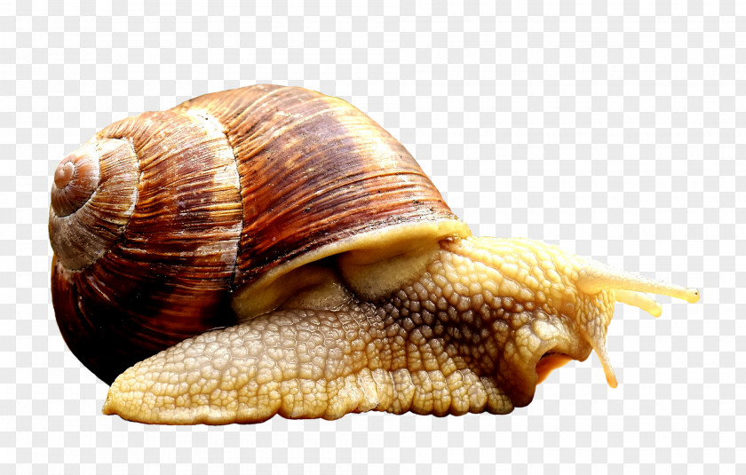 Snail Underwater World Animal Image Reptile PNG