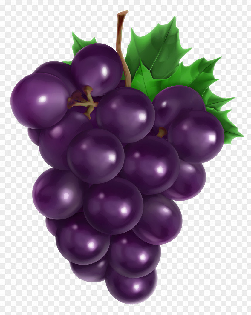 Transparent Grape Clipart Picture Juice Common Vine Fruit PNG