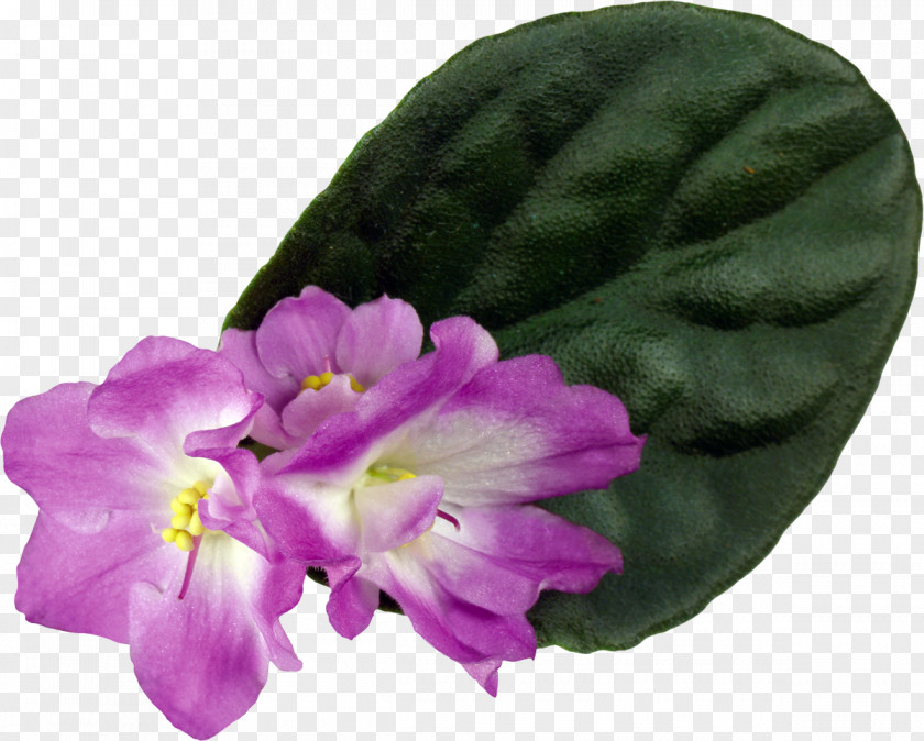 Violet Houseplant Flower Color PNG