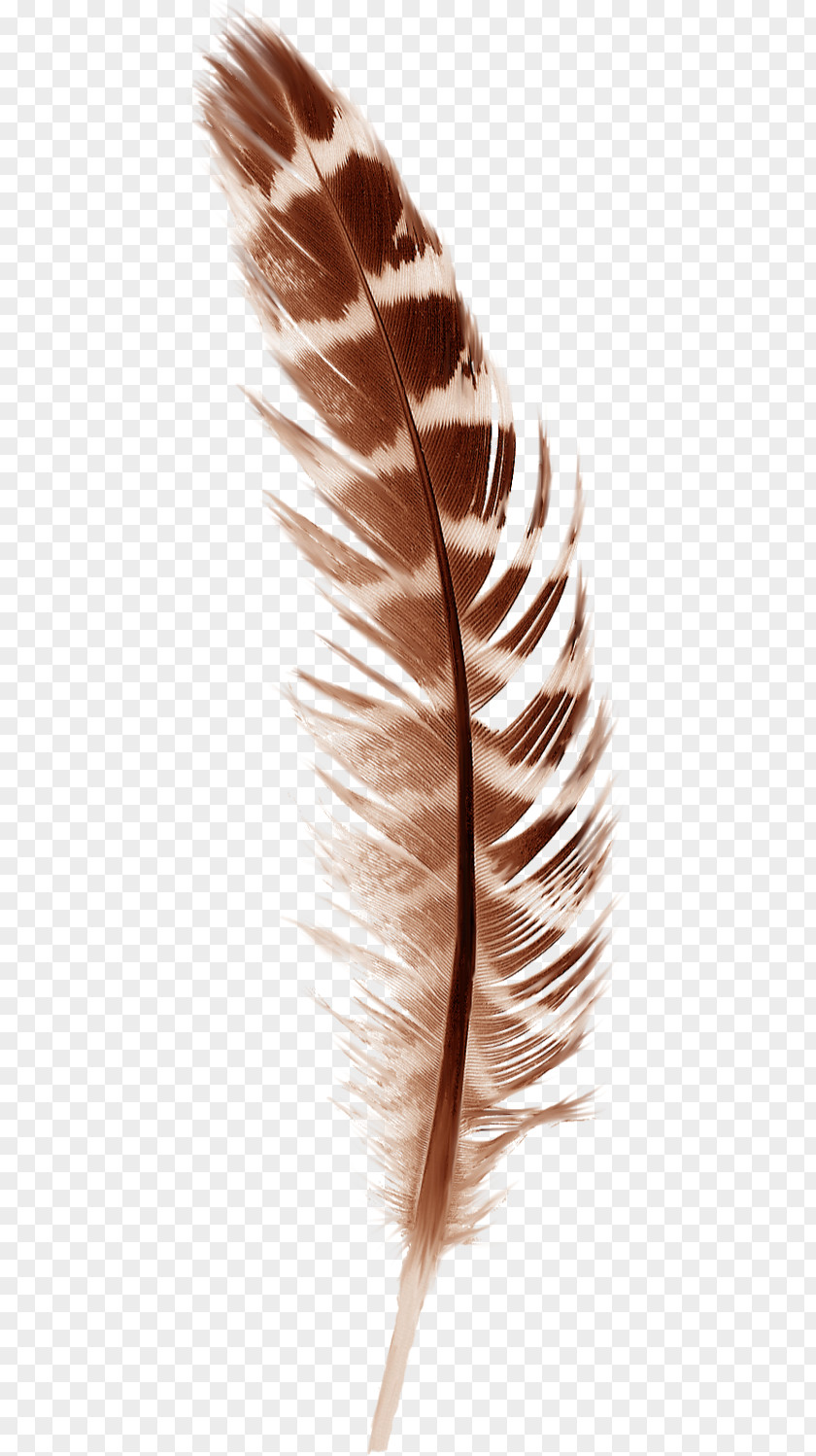 Beautiful Brown Feathers Bird Feather Paper Autumn PNG