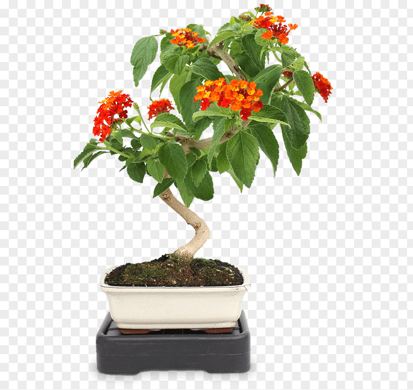Bonsai Houseplant Zanthoxylum Piperitum Flowerpot Tree PNG