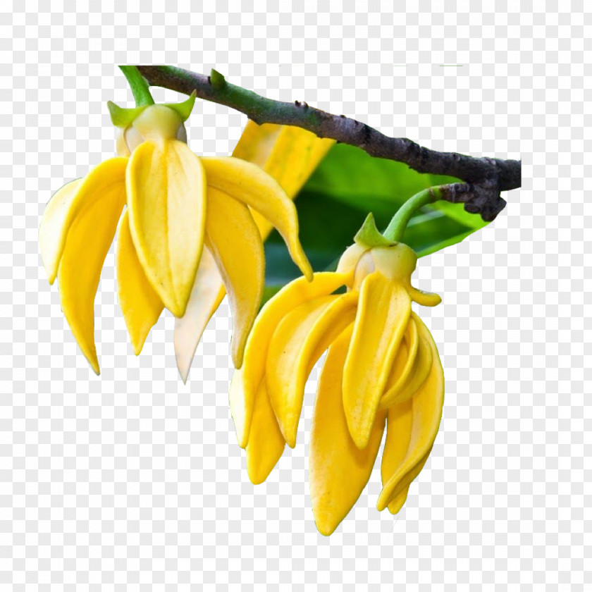 Petal Banana Family Yellow Rose PNG