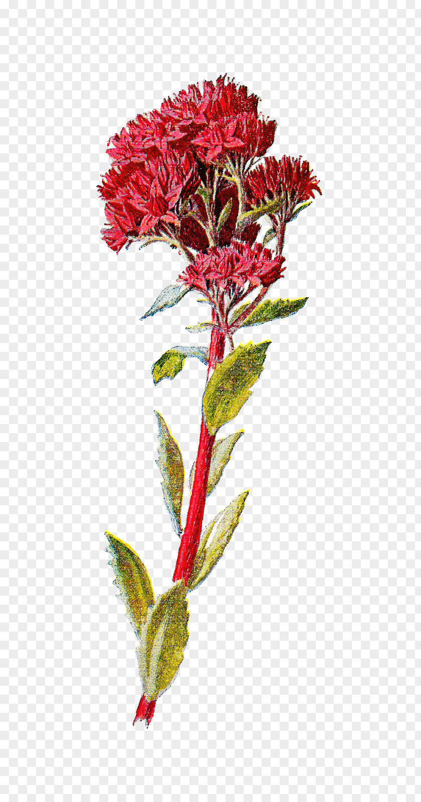 Botanical Wildflower Sedum Telephium PNG