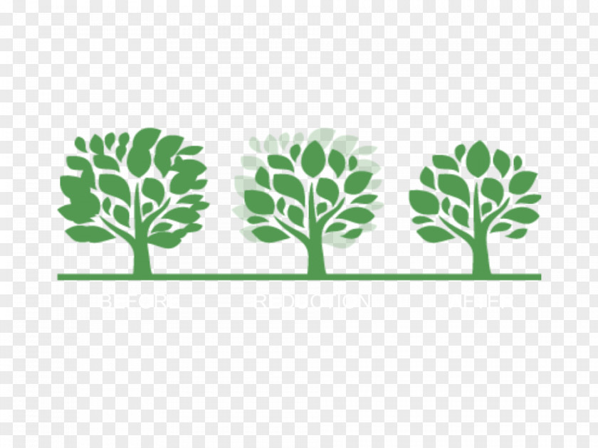 Crown Branch Pruning Thinning Tree PNG