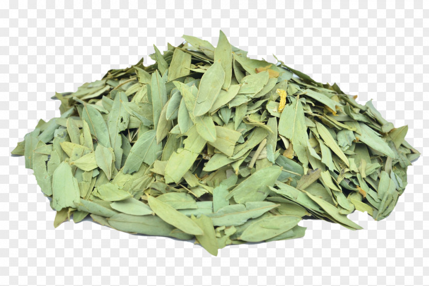 Moringa Alexandrian Senna Glycoside Cassia Herb Constipation PNG