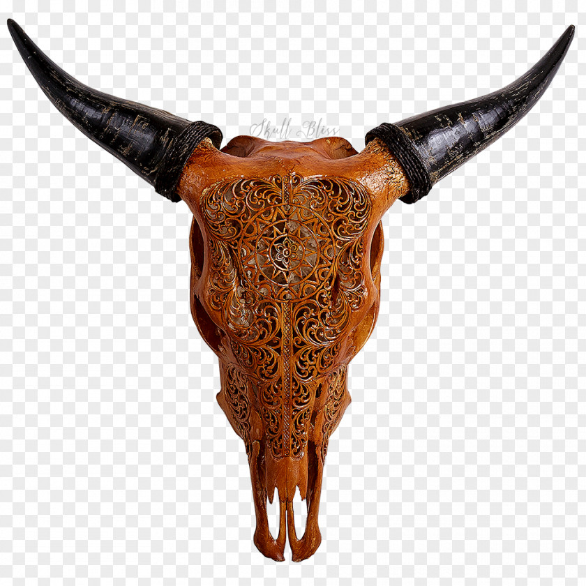 Skull Texas Longhorn Animal Skulls Bull PNG