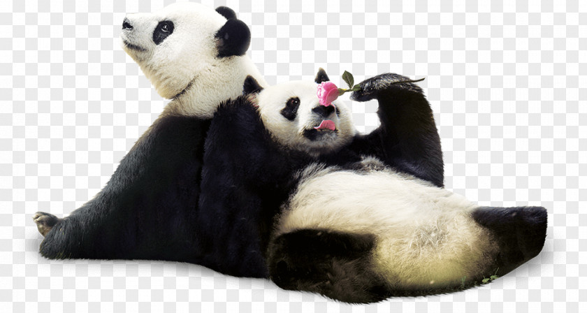 Giant Panda Red Everland Cuteness PNG