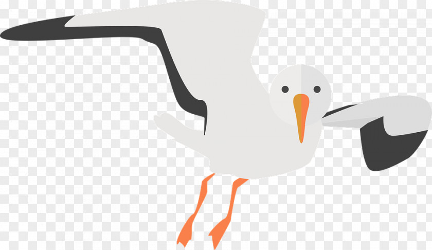 Gull Common Clip Art PNG