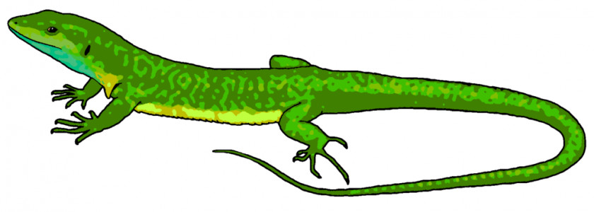 Lizard Cliparts Chameleons Reptile Common Iguanas Clip Art PNG