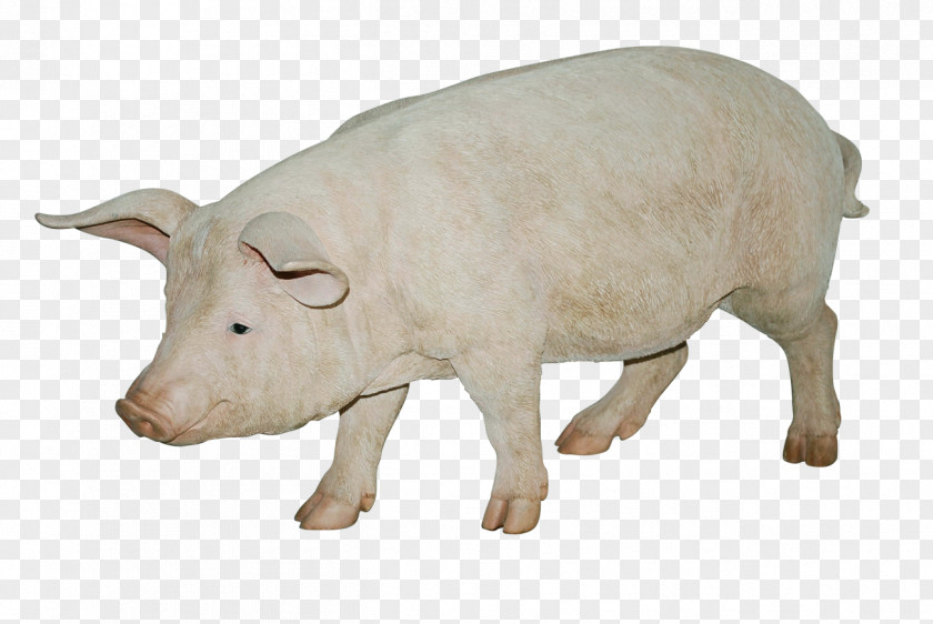 Pig Image Cattle Domestic Wildlife Fauna Livestock PNG