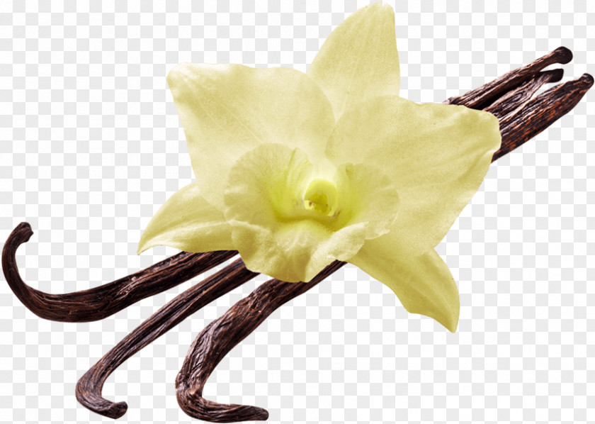 Saffron Vanilla Custard Flavor Almond Milk PNG