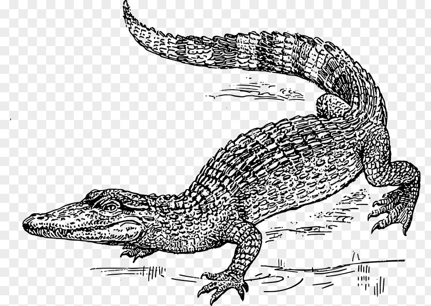 Alligator Swamp Cliparts Crocodile Black And White Clip Art PNG