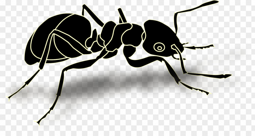 Ants Ant Insect Clip Art PNG