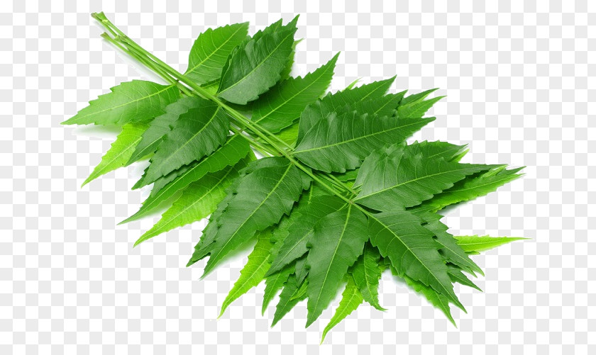 Neem Tree Stock Photography Oil PNG