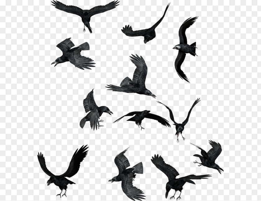 Raven/ Bird Common Raven Clip Art PNG