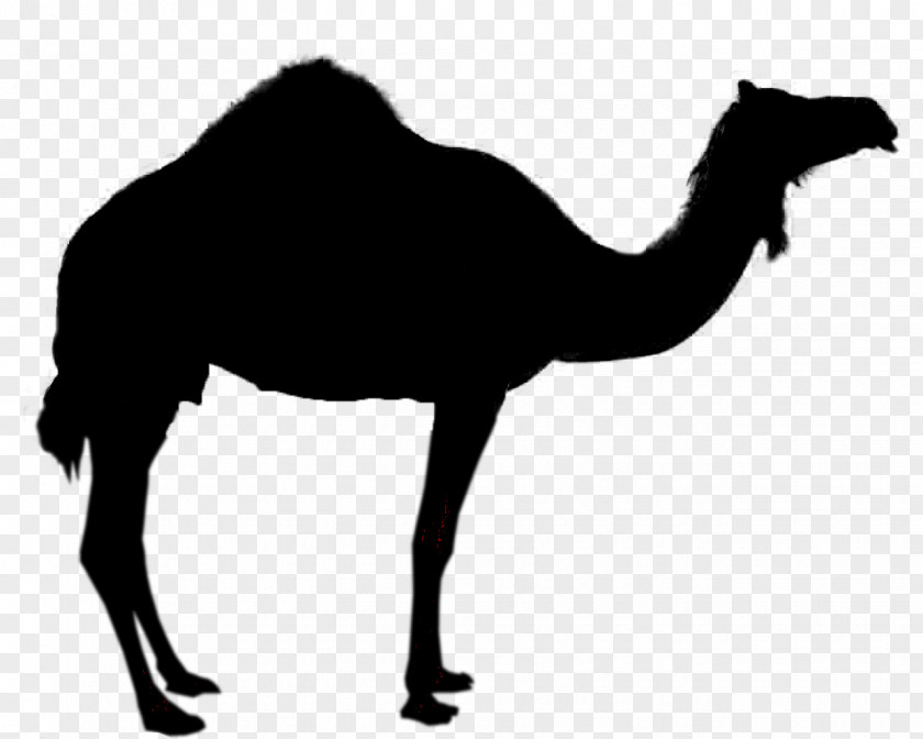 Respiratory Camel Silhouette Royalty-free Clip Art PNG