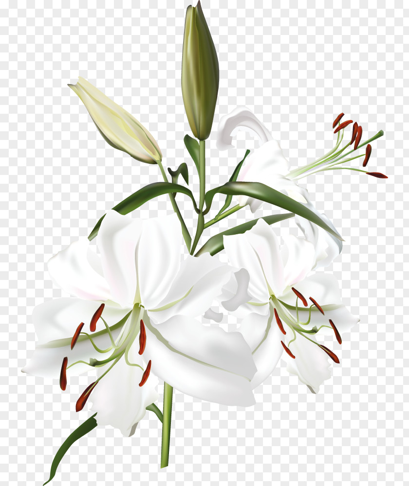Flower Clip Art Image Vector Graphics PNG