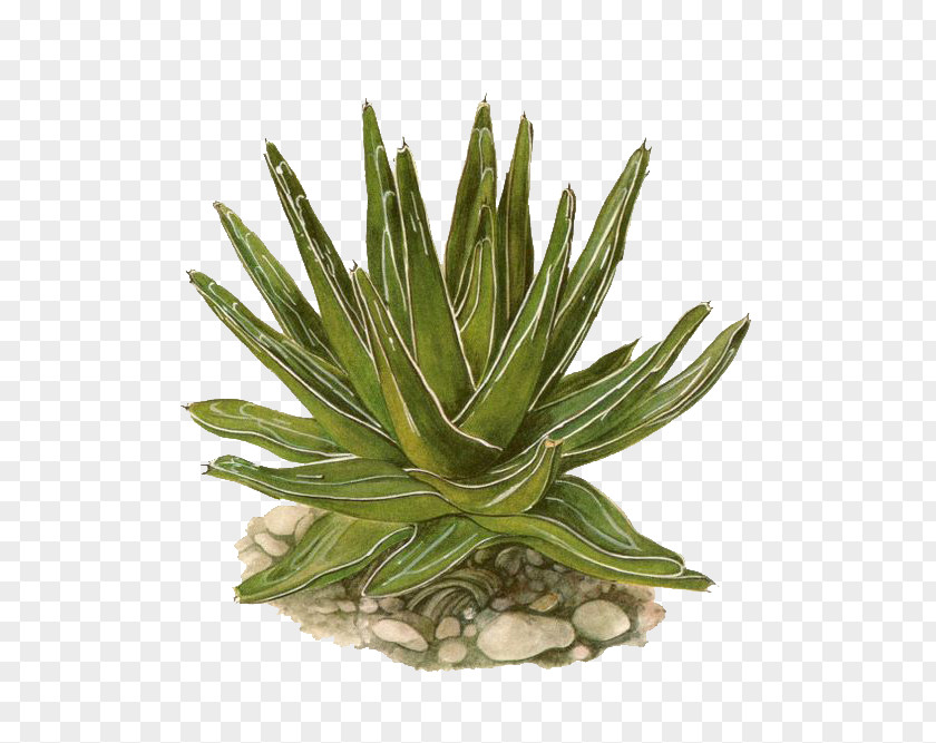 Hand-painted Aloe Agave Lechuguilla Victoriae-reginae Eastern Prickly Pear Succulent Plant Cactaceae PNG