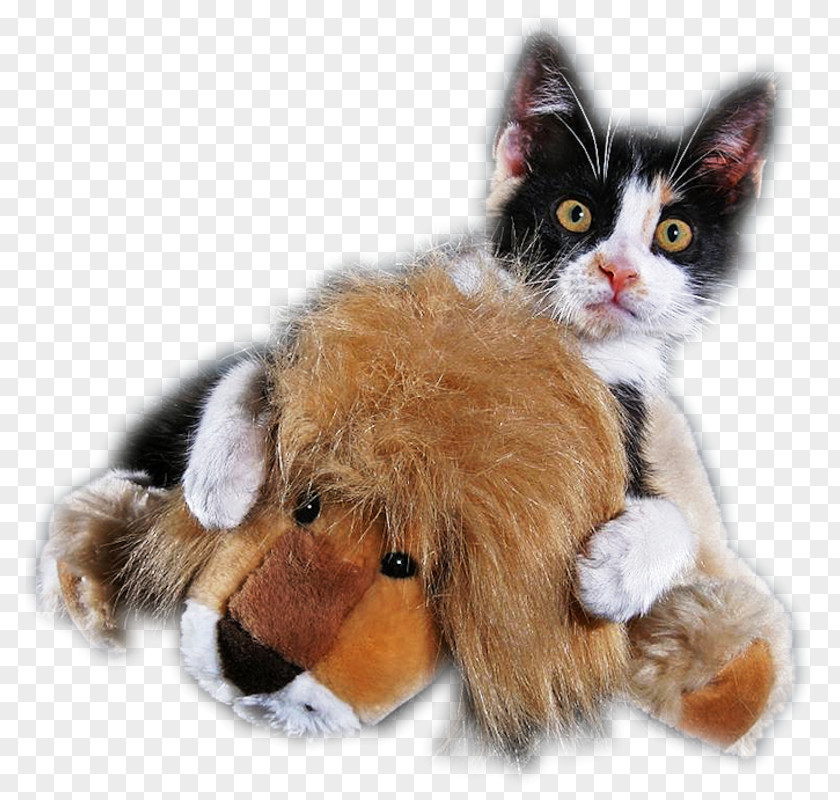 Multicolors Kitten Whiskers Puppy Cat Dog PNG