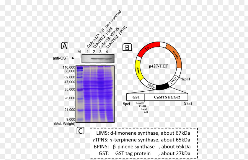 Pinene International Genetically Engineered Machine Gamma-terpinene Synthase Limonene PNG