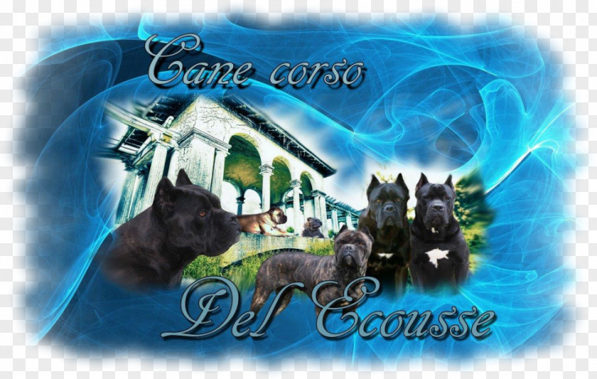 Puppy Cane Corso English Mastiff Chihuahua Dog Breed PNG