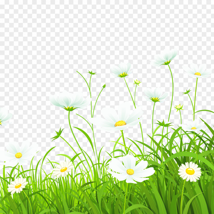 White Flower Grass Green Common Daisy Illustration PNG