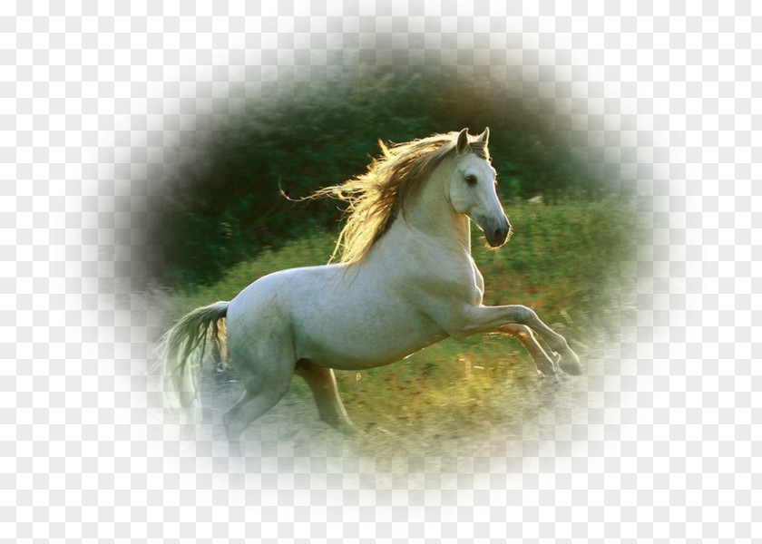 Akhal-Teke Andalusian Horse Gallop Knabstrupper Friesian PNG