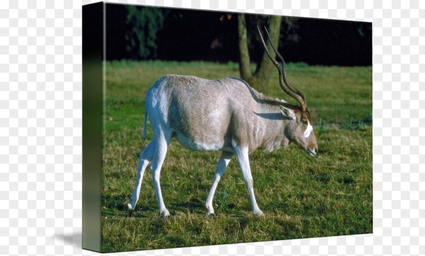 Donkey Oryx Pasture Pack Animal Grazing PNG