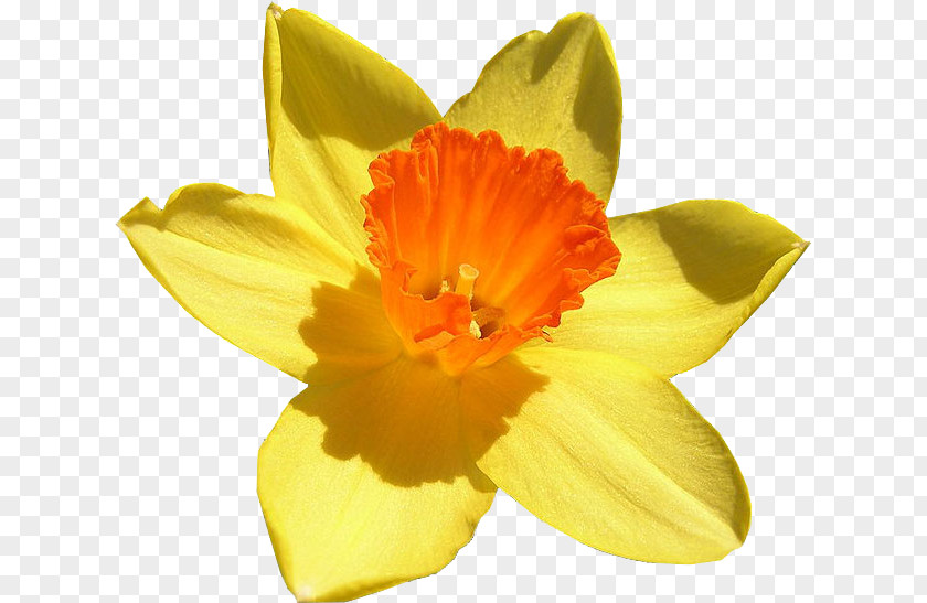 Flower Bulb Narcissus Jonquilla Amaryllidoideae Color PNG