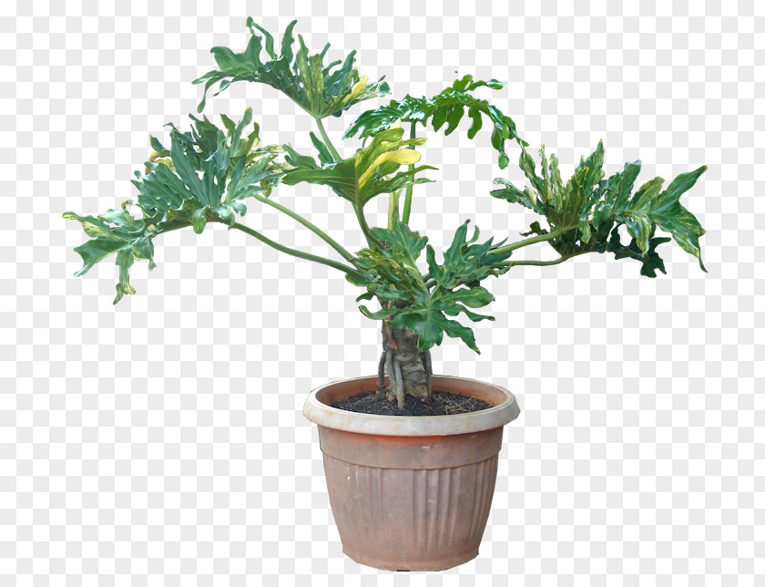 Indoor Houseplant Philodendron Bipinnatifidum Oriental Arbor-vitae Tree PNG